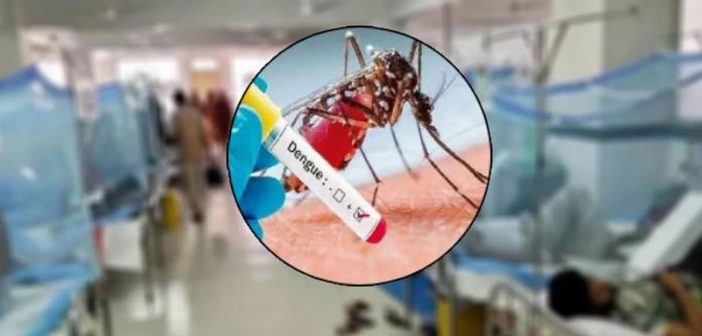 8 die of dengue; record hospital admissions in 24 hours